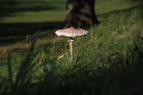 Mushroom Nature Grass