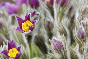 Pasque Flower Pulsatilla Patens