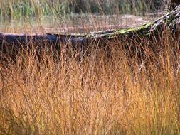 Nature Grasses Structures