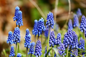 Muscari Blossom Bloom