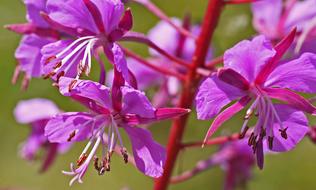 Forest Perennial Flowers Purple
