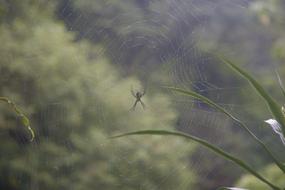 Cobb Forest Cobbianum
