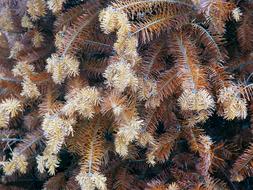 Nature Christmas Tree Needles