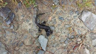 Newt Nature Alpine
