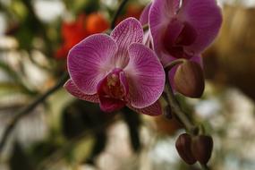 Orchid Phalanopsis