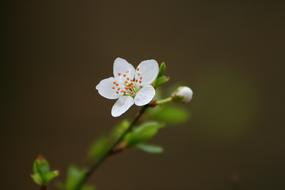 Flower Nature Leaf