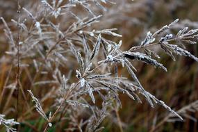 Grass Frost Nature At The Court