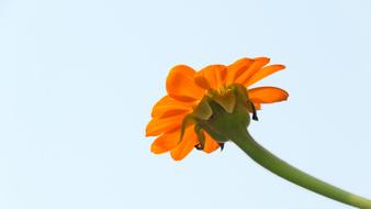 Tithonia Mexican Sunflower