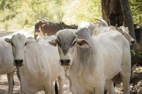 Milk Farm Rural Area