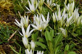 Cones Milk Star Of Bethlehem