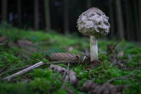 Forest Mushroom Autumn