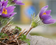Pasque Flower Pulsatilla Patens