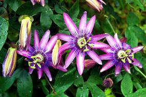 Nature Summer Flower