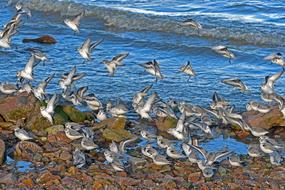 Sanderlings Landing Calidris Alba