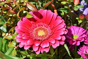 Baberton Daisies macro blur