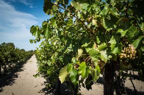 Vineyard Autumn Garden