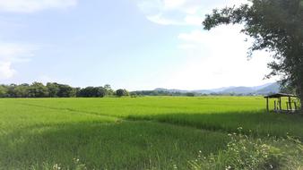 green meadow in spring