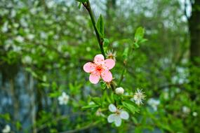 Cherry Blossom Tree Branch