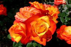 Rose Flower Plant Beauty