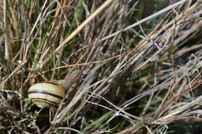 Seashell Slug Climbing