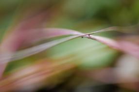 Nature Grass Macro