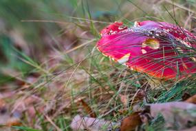 Fly Agaric Forest Mushroom