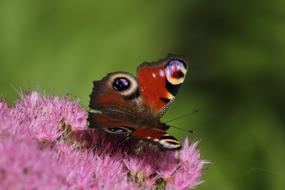 Butterfly Flower Insect