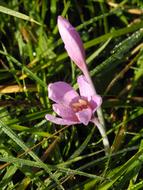 Herbstzeitlose Flower Autumn