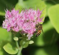 Flower Insect Nature
