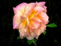 Natural Flower Garden Flora