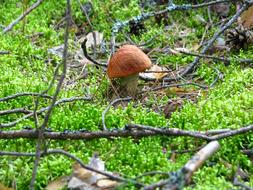 Forest Hunting Mushroom