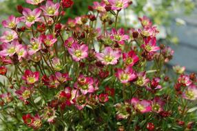 Flower Nature Spring