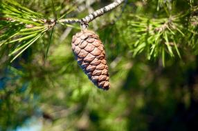 Pinecone Conifer
