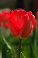 Nature Plant Tulip