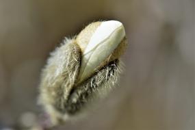 Nature Close Up Bud