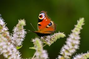 Nature Insect Living