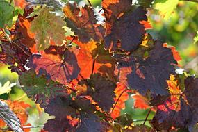 Vine Autumn Colorful