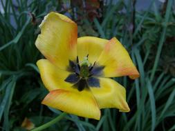 Flower Nature No Person