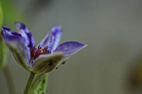 Clematis Purple Flower