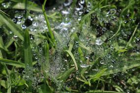 Nature Drop Dew