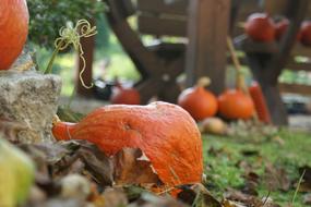 fall orange pumpkins