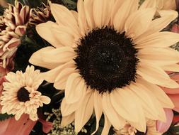 Sunflower Flowers Yellow