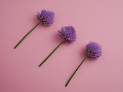 Chives Blueme Purple