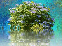 Hydrangeas Hydrangea Bush