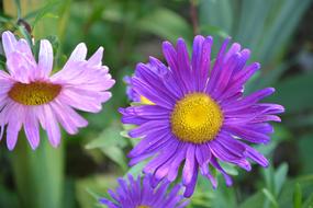 Flowers Flower Purple