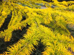 Plants Garden Nature