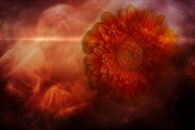 Gerbera Flower Blossom