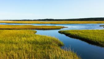 Salt Marsh Cape Cod Ocean