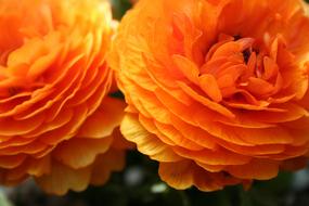 Buttercup Asiatic Flower