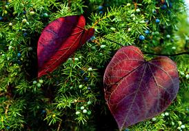 Autumn Foliage Colorful